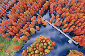 The red metasequoia in the country park in autumn have a beautiful reflection