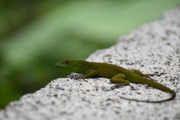 Little Green Lizard
