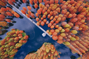 The red metasequoia in the country park in autumn have a beautiful reflection
