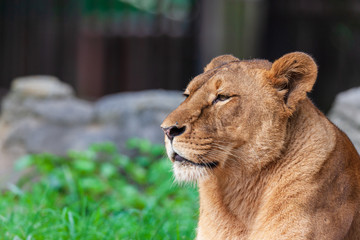 百獣の王ライオン