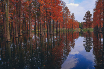 The red metasequoia in the country park in autumn have a beautiful reflection