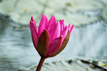 Red and Pink bloomed lotus flower in pond for wallpaper 
