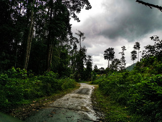 empty narrow road in the middle of tropical forest at Malaysia