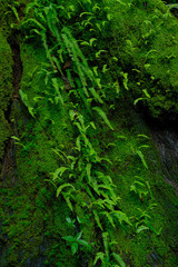 Ferns and moss on the base of a tree in the rainforest
