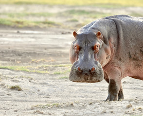 Portraiture with copyspace of large male hippo standing on land with head turned looking forward.  Amboseli National Park, Kenya. (Hippopotamus amphibius)  