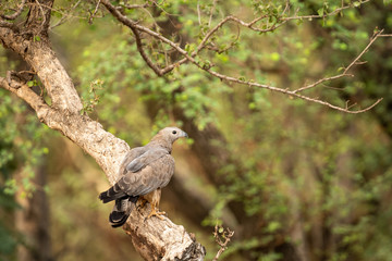  Oriental Honey Buzzard or Pernis Ptilorhyncus in green background at  Ranthambore Tiger Reserve National Park, Rajasthan, India