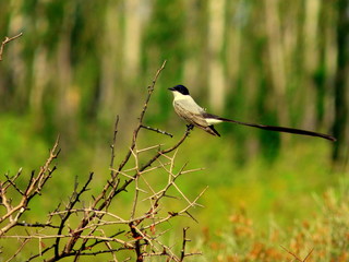 bird on a branch