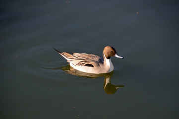 水面に浮かんでいる雄のオナガガモ