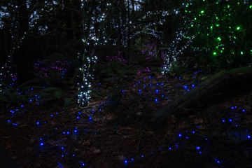 Holiday illumination at the park.