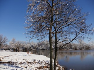 Trees by the pond with the ground covered in fresh snow on a cold winter morning
