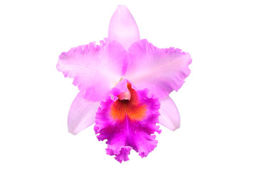 Phalaenopsis pink orchid flower isolated