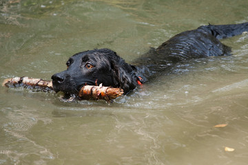 Lblack labrador retriever dog is swimming in the water and carries a stick