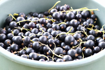 Black currant. Close up of large and juicy blackcurrant berries lying in a bucket. Horizontal photography