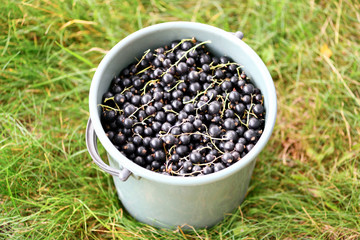Black currant. A large bucket full of ripe blackcurrants stands on the green grass in the garden. Horizontal photography