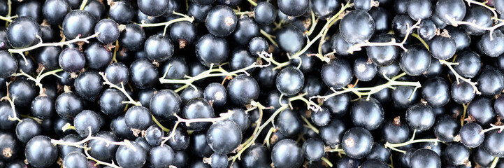 Banner. Black currant. Background of ripe blackcurrant close-up. Macro horizontal photography.