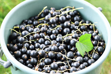 Black currant. Close up of large and juicy blackcurrant berries lying in a bucket ,on top lies one green leaf. Horizontal photography