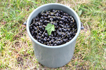 Black currant. A large bucket full of ripe blackcurrants stands on the green grass in the garden ,on top lies one green leaf. Horizontal photography