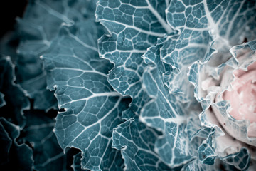 Plants and flowers, ornamental cabbage, shot from above. Blue tinting. Abstract natural background and texture