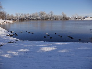 Naklejka premium Ducks standing and swimming on the side of a pond on a snowy day