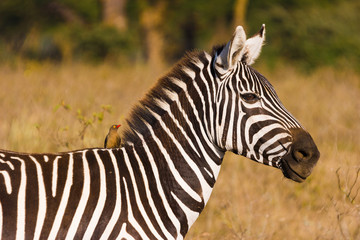 Zebras in their natural habitat in East Africa (Kenya)