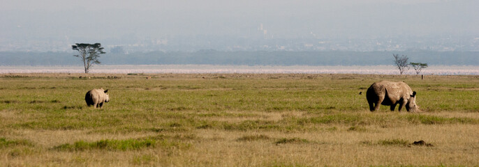 Lake Nakuru in Kenya with Rhinoceros 