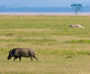 Lake Nakuru in Kenya with Rhinoceros and wild warthog