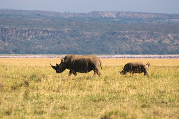 Fototapeta na wymiar Lake Nakuru in Kenya with Rhinoceros 