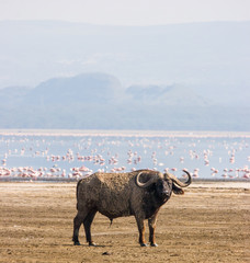 Buffalo in Nakuru National Park (Kenya) with lake with flamingoes in the background.
