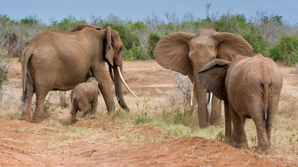 Fototapeta premium Elephants in Tsavo East in Kenya