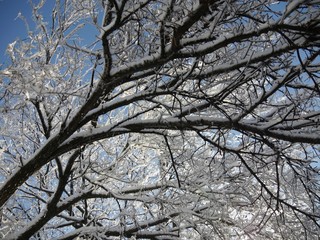 Cropped shot of tree branches and twigs all bent with the weight of ice and snow