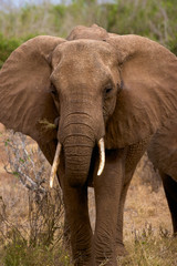 Fototapeta na wymiar Elephants in Tsavo East in Kenya