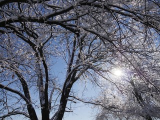 Cropped shot of a tree covered with ice and snow, with the sunlight streaking through