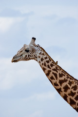 Giraffes in Kenya, East Africa