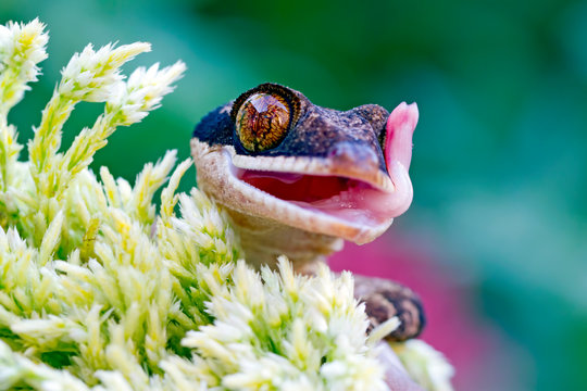 cyrtodactylus irianjayaensis, irian lizard on the branch