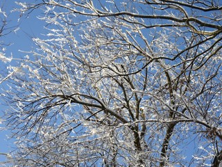 Upward shot of tree tops covered with ice and snow, with blue skies in the background