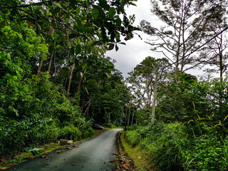 empty narrow road in the middle of tropical forest at Malaysia