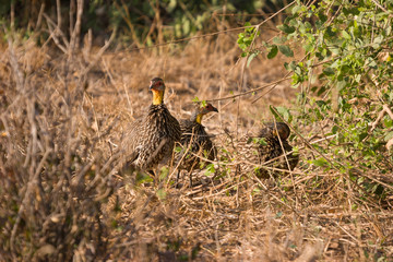 Bird roaming on savannah in Kenya.