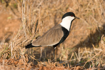 Bird roaming on savannah in Kenya.