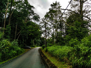 Fototapeta na wymiar empty narrow road in the middle of tropical forest at Malaysia
