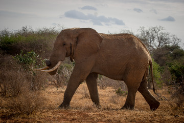 Fototapeta na wymiar Elephants in their natural habitat in Kenya, East Africa.