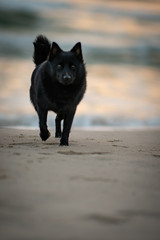 black dog on the beach