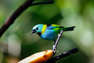 Green-headed tanager perched on a branch with banana against defocused green background, Folha Seca, Brazil