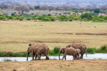 Fototapeta premium Elephants in Kenya in their natural habitat
