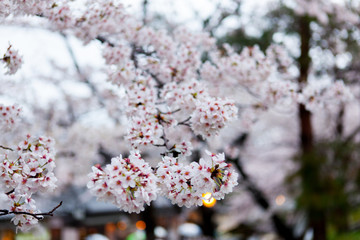 Travel Osaka Garden Sakura Spring