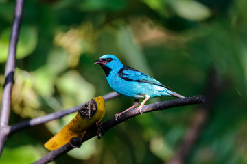 Blue Dacnis perched on a branch with banana against defocused green background, Folha Seca, Brazil