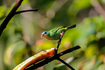 Blue Dacnis in sunlight perched on a branch, feeding on banana, against defocused green background, Folha Seca, Brazil