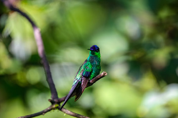 Violet-capped woodnymph perched on a branch against defocused green background, Folha Seca, Brazil