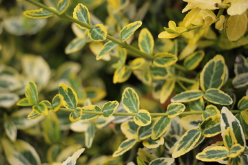 Euonymus fortune emerald gold background