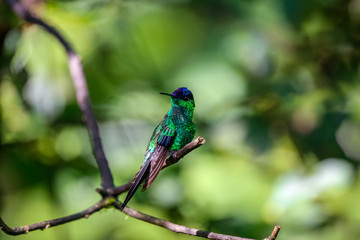 Violet-capped woodnymph perched on a branch against defocused green background, Folha Seca, Brazil