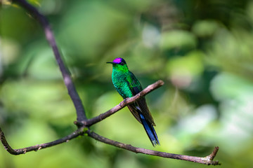 Violet-capped woodnymph perched on a branch against defocused green background, Folha Seca, Brazil